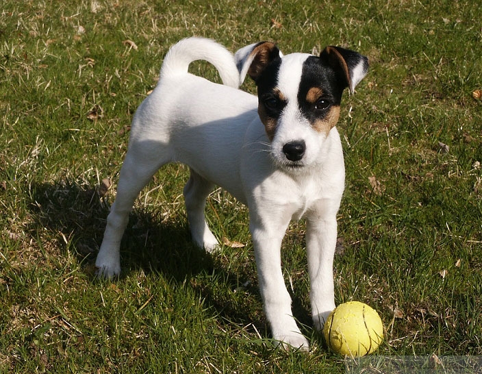 Jack Raxal Τζακ Ράσελ (Jack Russell Terrier) - Polis Magazino