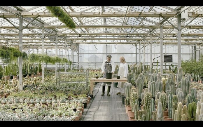 GEORGE-DRIVAS-AEONIUM-3.1_m