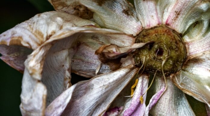 Έκθεση της mel (Χριστίνα Γιακουµέλου) στο χώρο τέχνης mosaico fine art studio “Περί Πέπλων και Υδάτων”