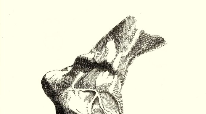 Konstantinos Fais: «Ο Ηρακλής του Αντόνιο Κανόβα»