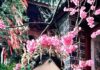 “The Return of the Phoenix” poem by Lan Xin